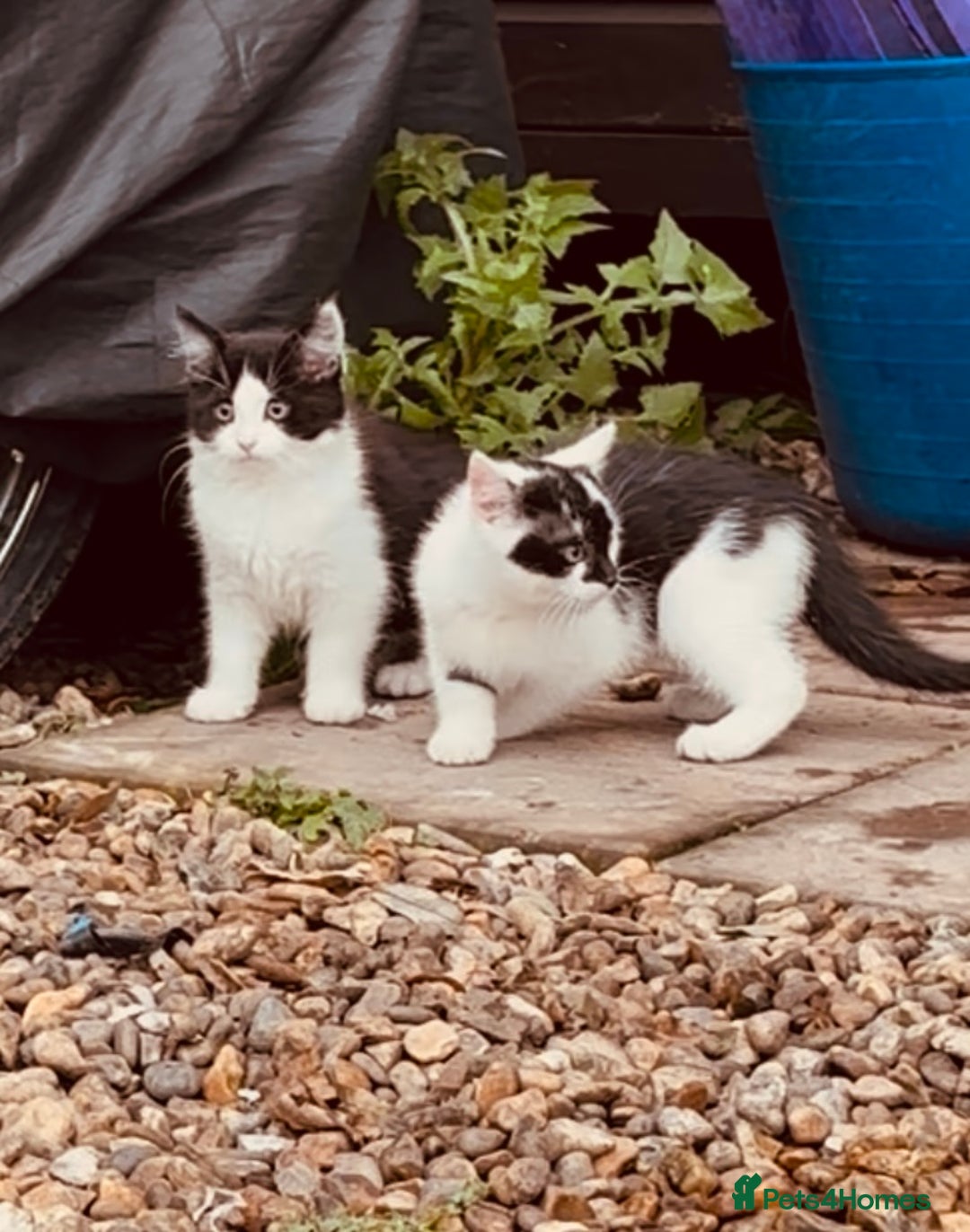 Domestic Shorthair cats for sale:  Beautiful litter mixed colours  - Image 1