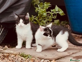 Domestic Shorthair cats - Advert 9