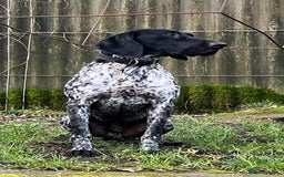 German Shorthaired Pointer dogs for stud: Proven - B + W KC German Shorthaired Pointer stud  - Image 7