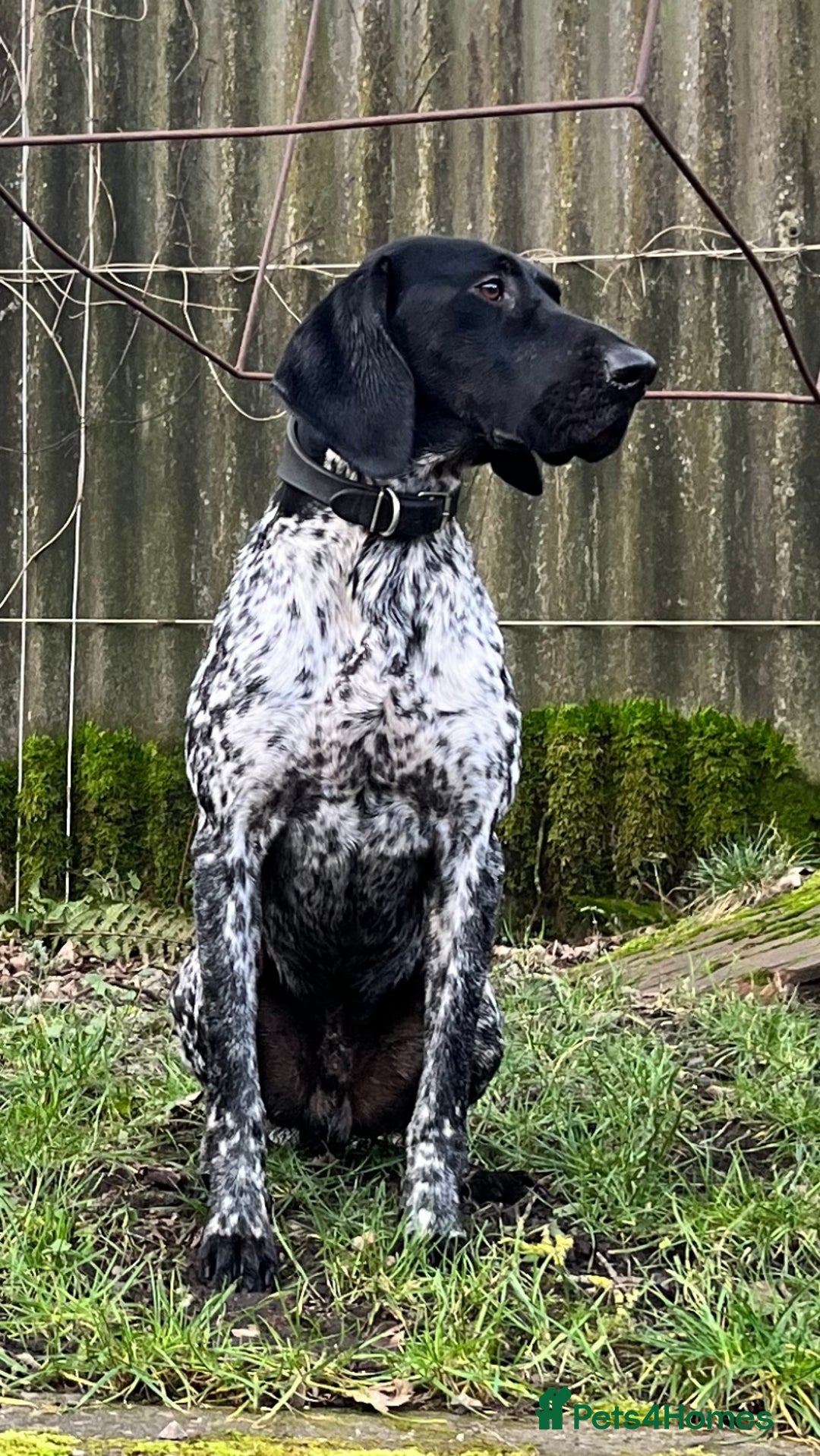 German Shorthaired Pointer dogs for stud: Proven - B + W KC German Shorthaired Pointer stud  - Image 7