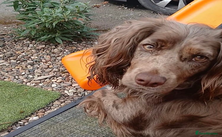 Cocker Spaniel dogs - Advert 11