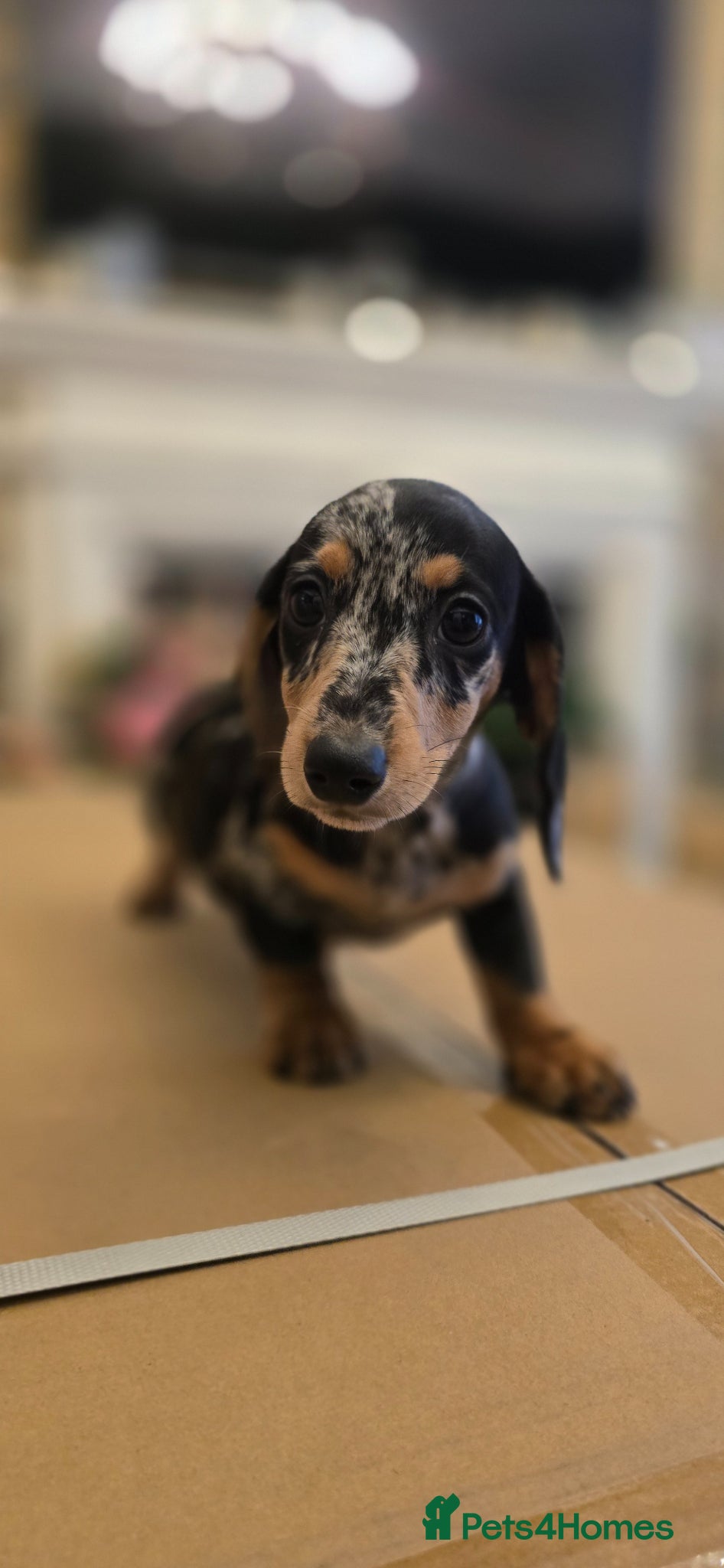 Miniature Dachshund dogs Miniature Dashound 5 STAR QUALITY LONGHAIR & SHORT - Advert 2