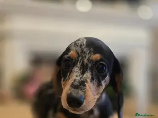 Miniature Dachshund dogs Miniature Dashound 5 STAR QUALITY LONGHAIR & SHORT - Advert 2