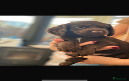 Cocker Spaniel dogs for sale: Beautiful little boy - Image 4