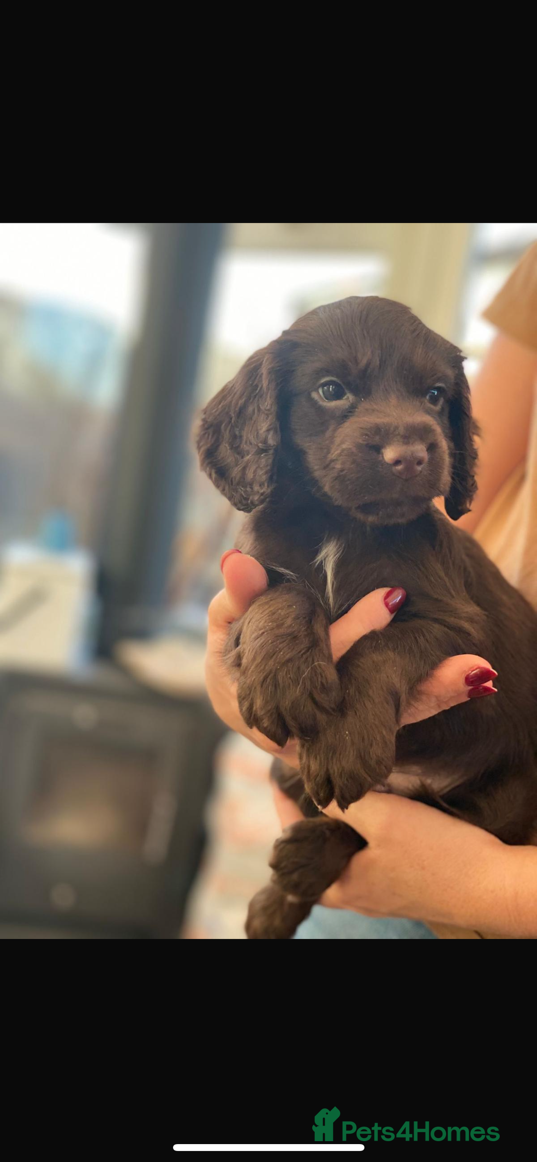 Cocker Spaniel dogs for sale: Beautiful little boy - Image 4
