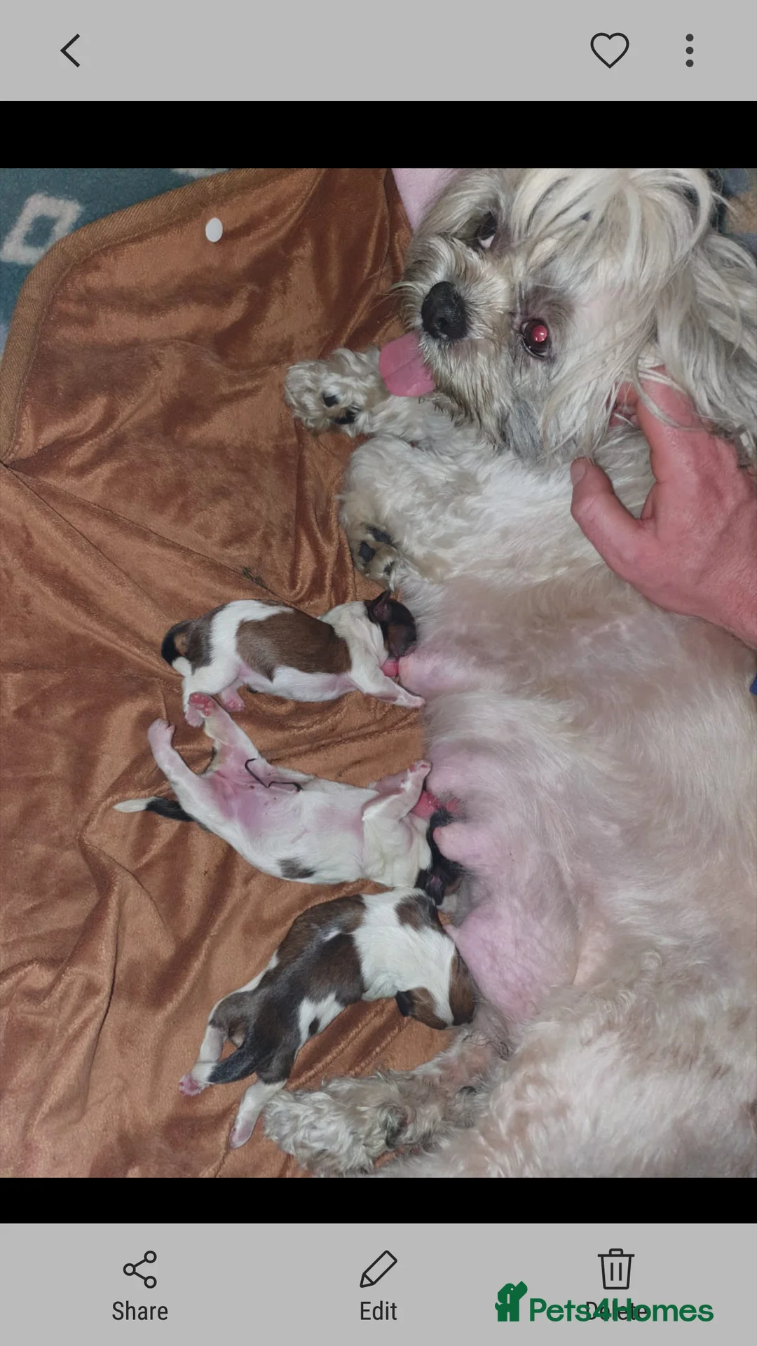 Shih Tzu dogs for stud: Stud dog in Bridgend - Advert 9