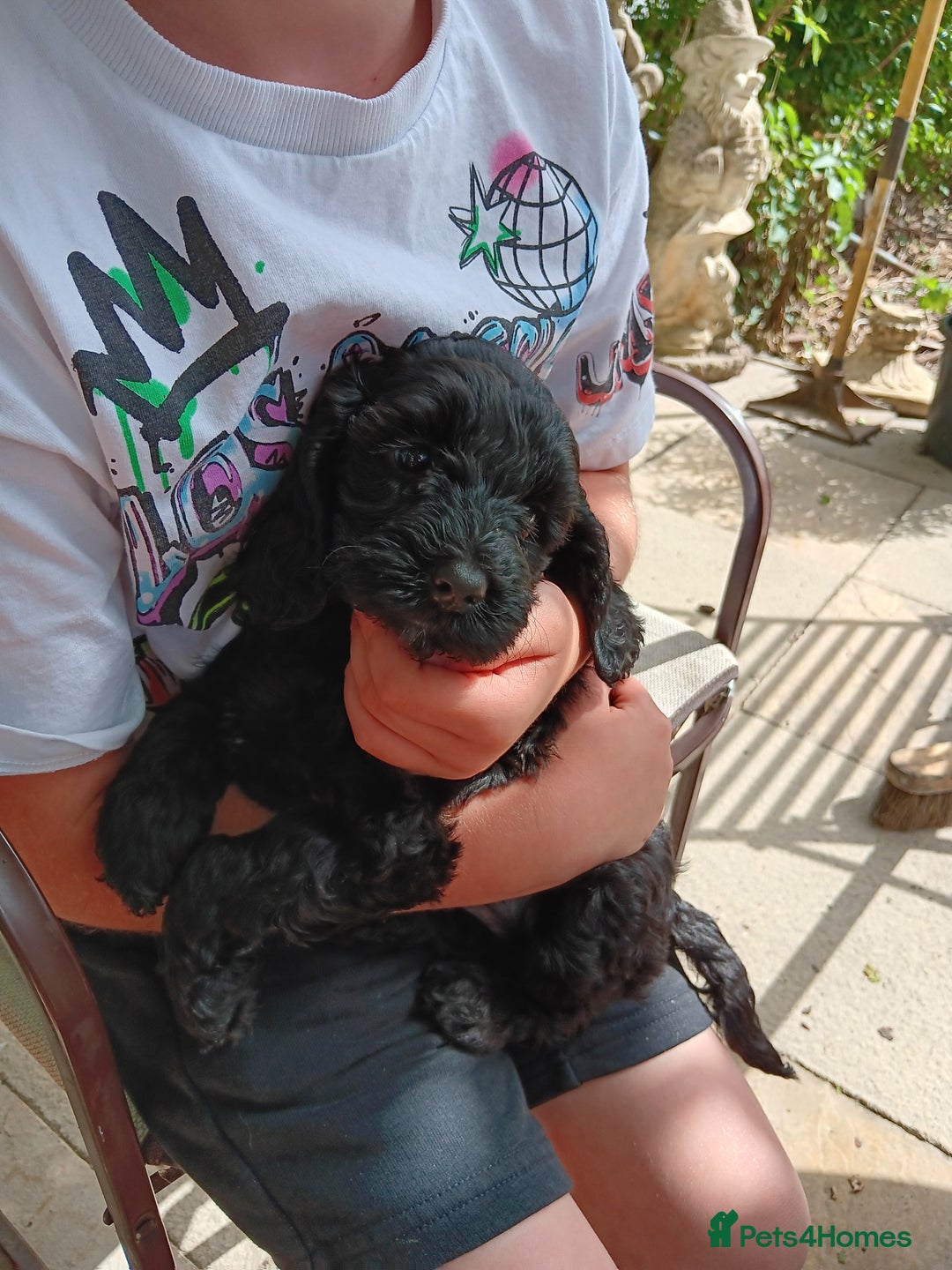 Cockapoo dogs for sale: Pure black cockerpoo  puppies  - Image 5