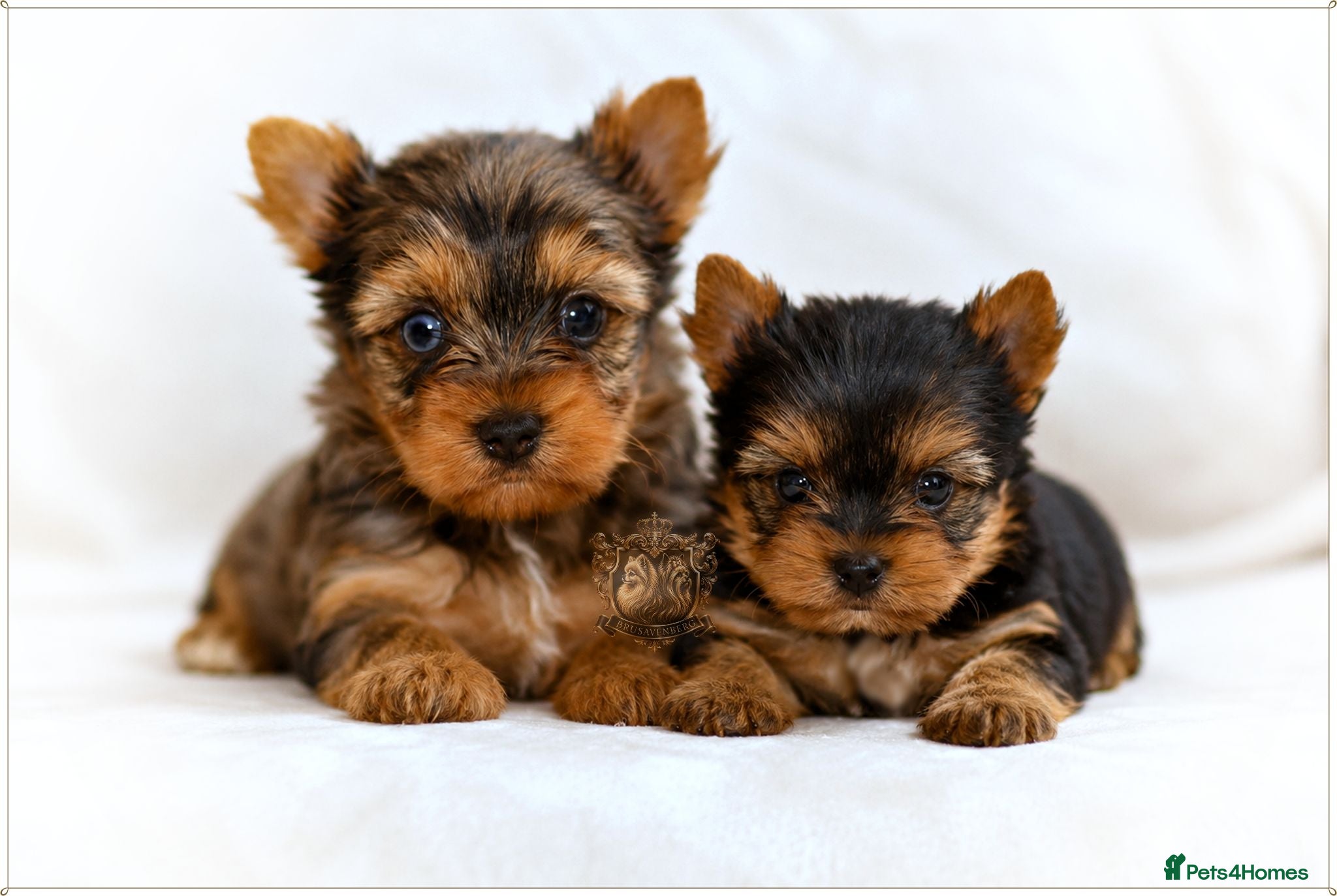 Yorkshire Terrier dogs BLUEBERRY MERLE AND BLACK & TAN BOYS DNA TESTED - Advert 18