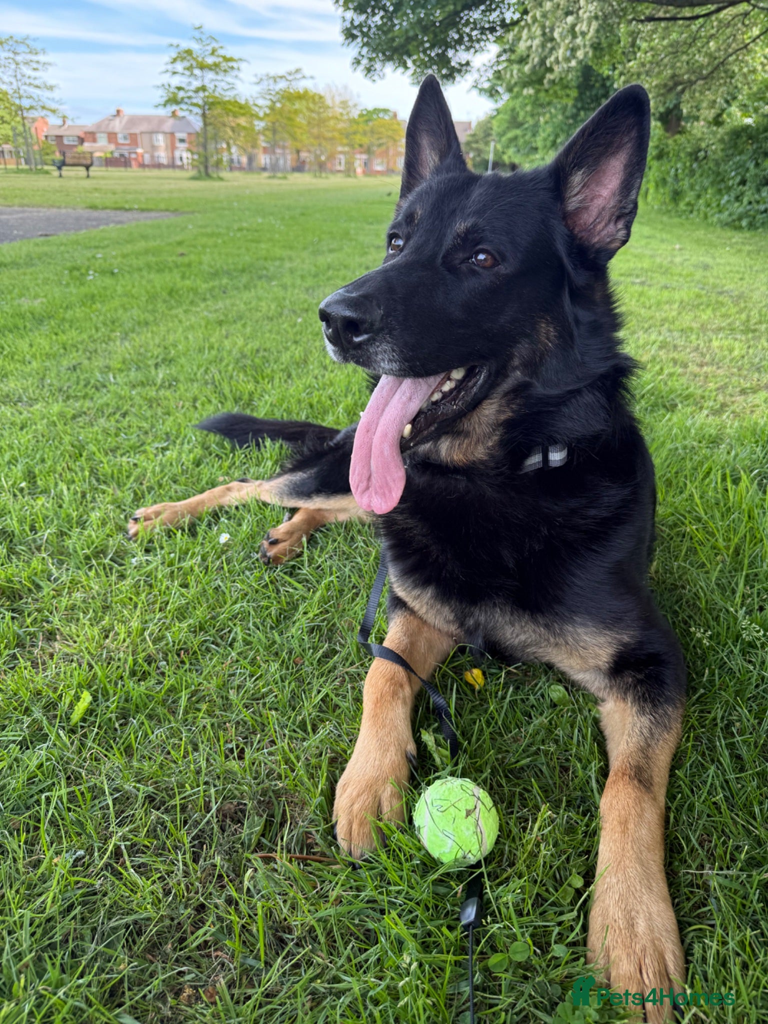 German Shepherd dogs 4 Year old Male German Shepherd  - Advert 6