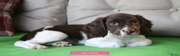 English Springer Spaniel dogs for sale: Health Tested English Springer Spaniel Puppies - Advert 2