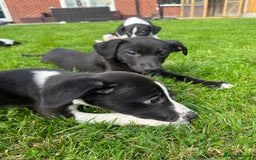 Whippet dogs for sale: Whippets  - Image 9