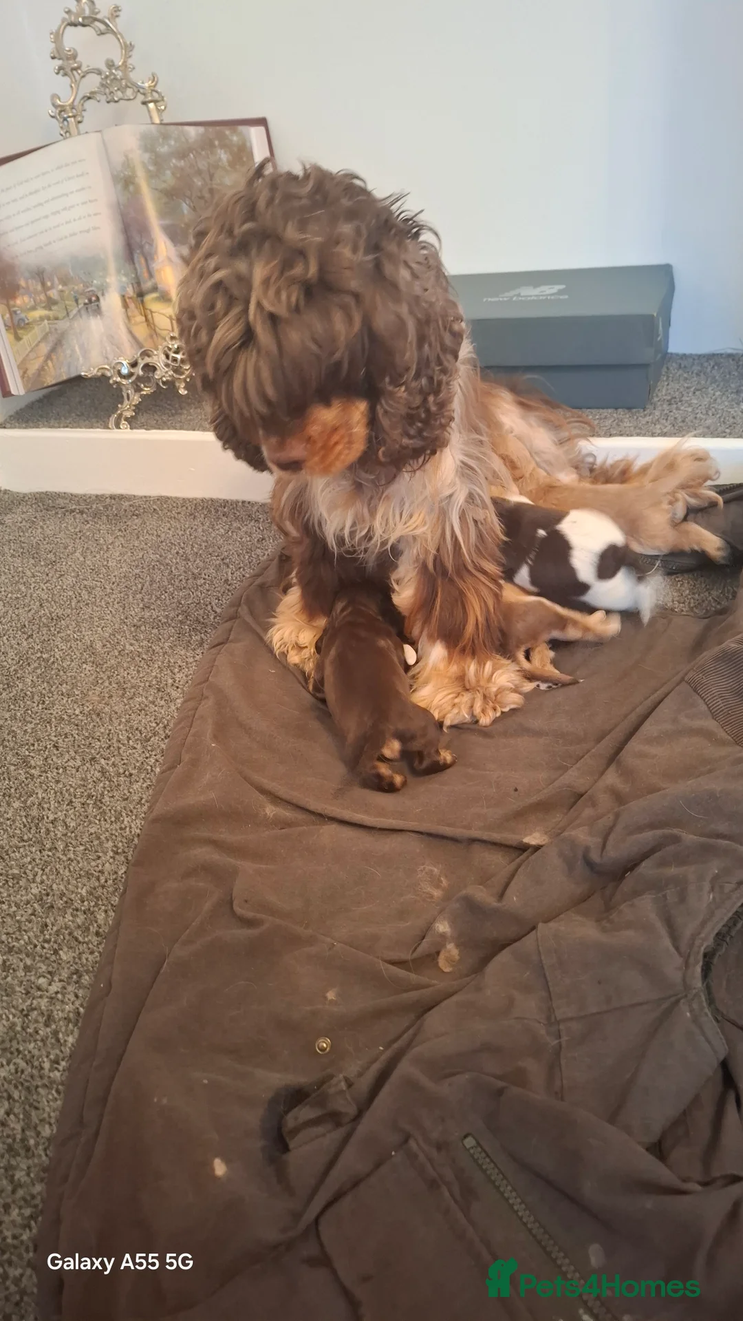 Mixed Breed dogs for sale: Cocker spaniel - Advert 2