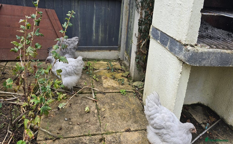 Chickens poultry - Advert 1