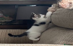 Mixed Breed cats for sale: 7 beautiful kittens - Image 12