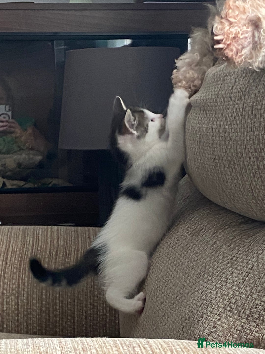 Mixed Breed cats for sale: 7 beautiful kittens - Image 12