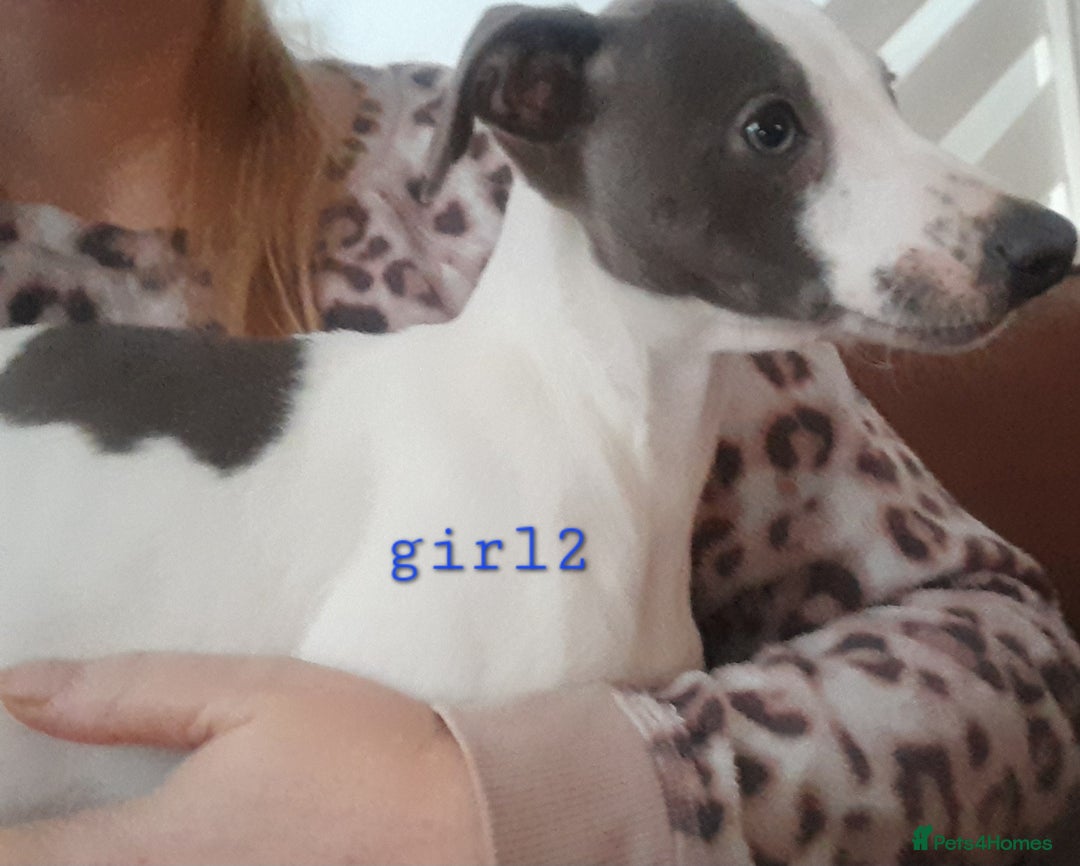 Whippet dogs for sale: Beautiful whippet puppies  - Advert 8