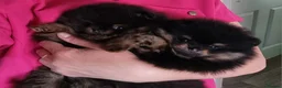 Pomeranian dogs for sale: Luxury Pomeranian puppies for sale!!! - Advert 20