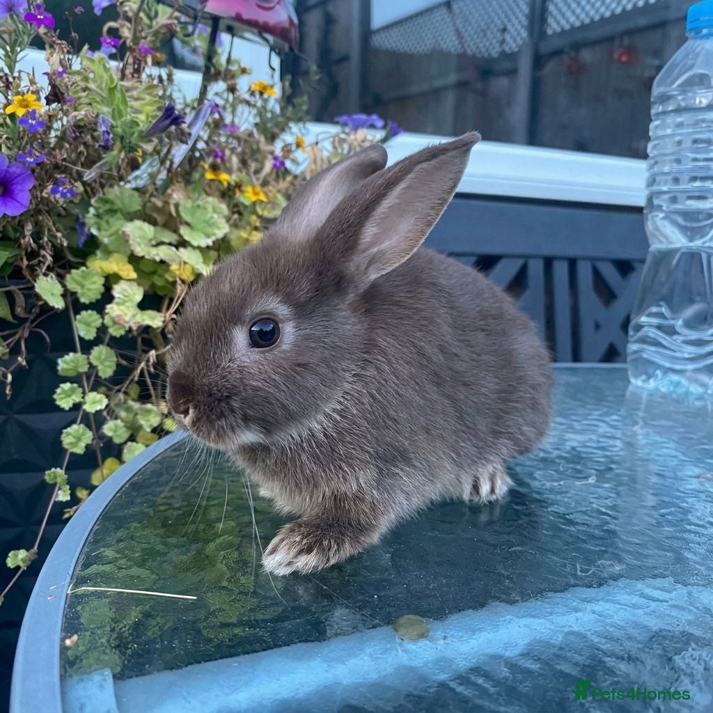 Mini Lop rabbits Female chocolate otter / black self cross - Advert 2