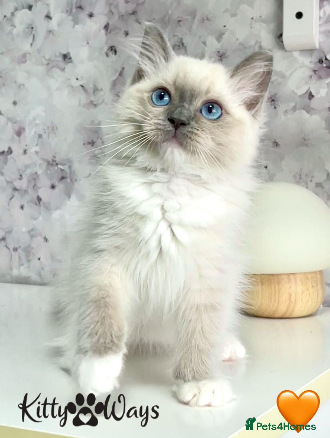 Ragdoll cats for sale: 🐾🩷*TICA REG* EU RAGDOLL KITTENS🌟 DNA CLEAR 🩵🐾 - Image 9