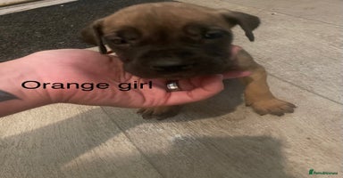 Mixed Breed dogs - Advert 5