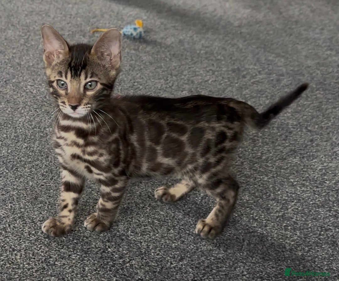 Bengal cats for sale: Well socialised bengal kittens - ready 21/12/25 - Advert 23