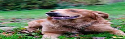 Golden Retriever dogs for sale: KC Dark Golden Retrievers 🧬Health Tested Parents - Advert 9