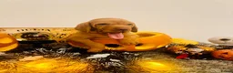 Hungarian Vizsla dogs for sale: 1 male KC registered Hungarian vizsla puppy  - Advert 2