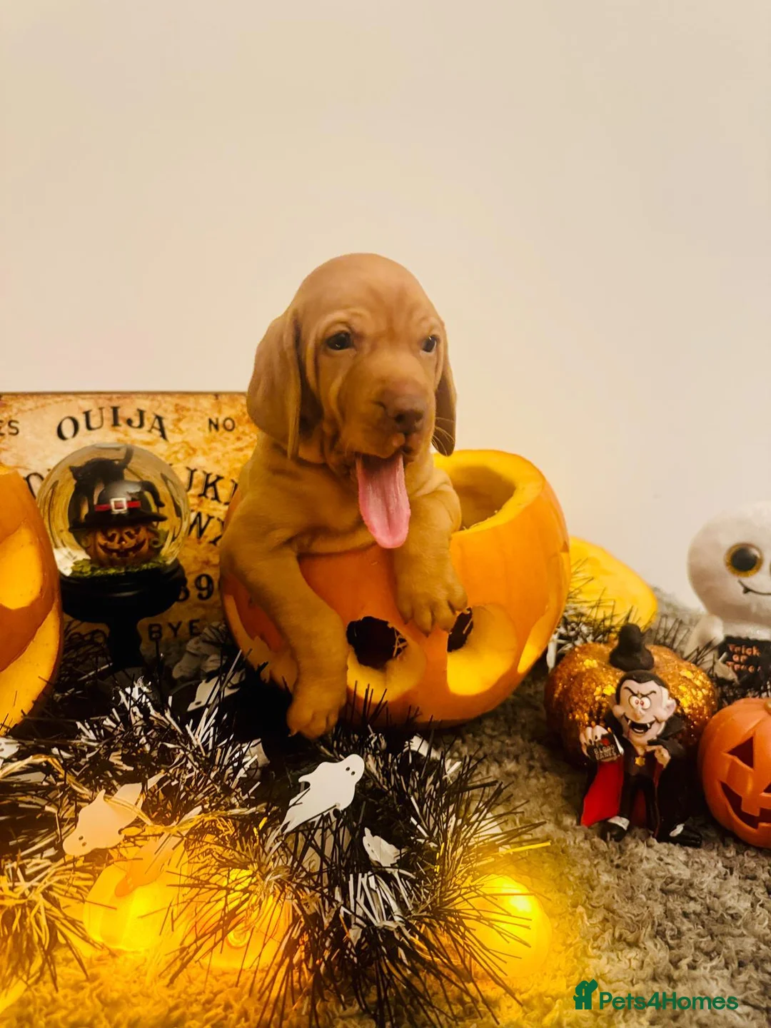Hungarian Vizsla dogs for sale: 1 male KC registered Hungarian vizsla puppy  - Advert 2