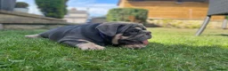 English Bulldog dogs for sale: English bulldogs blue tan fully suited boy & girl - Advert 6