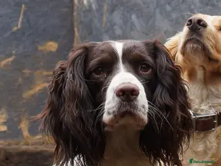 English Springer Spaniel dogs KC registered English Springer Spaniel Stud in Sandbach - Advert 2