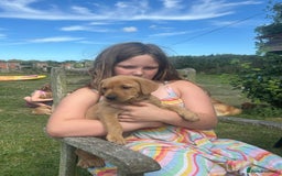 Labrador Retriever dogs for sale: Yellow and fox red Labrador pups - Image 2