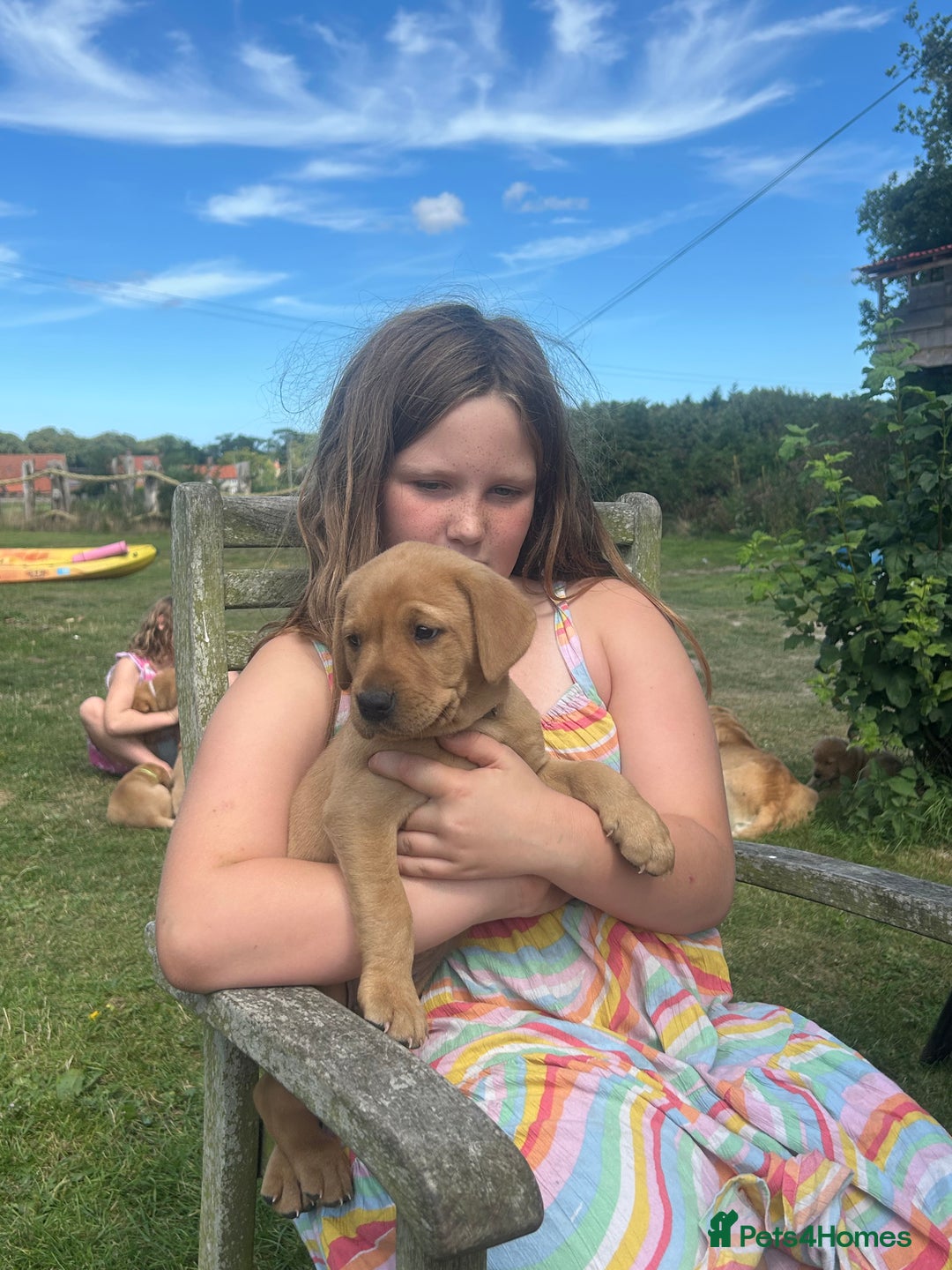 Labrador Retriever dogs for sale: Yellow and fox red Labrador pups - Image 2