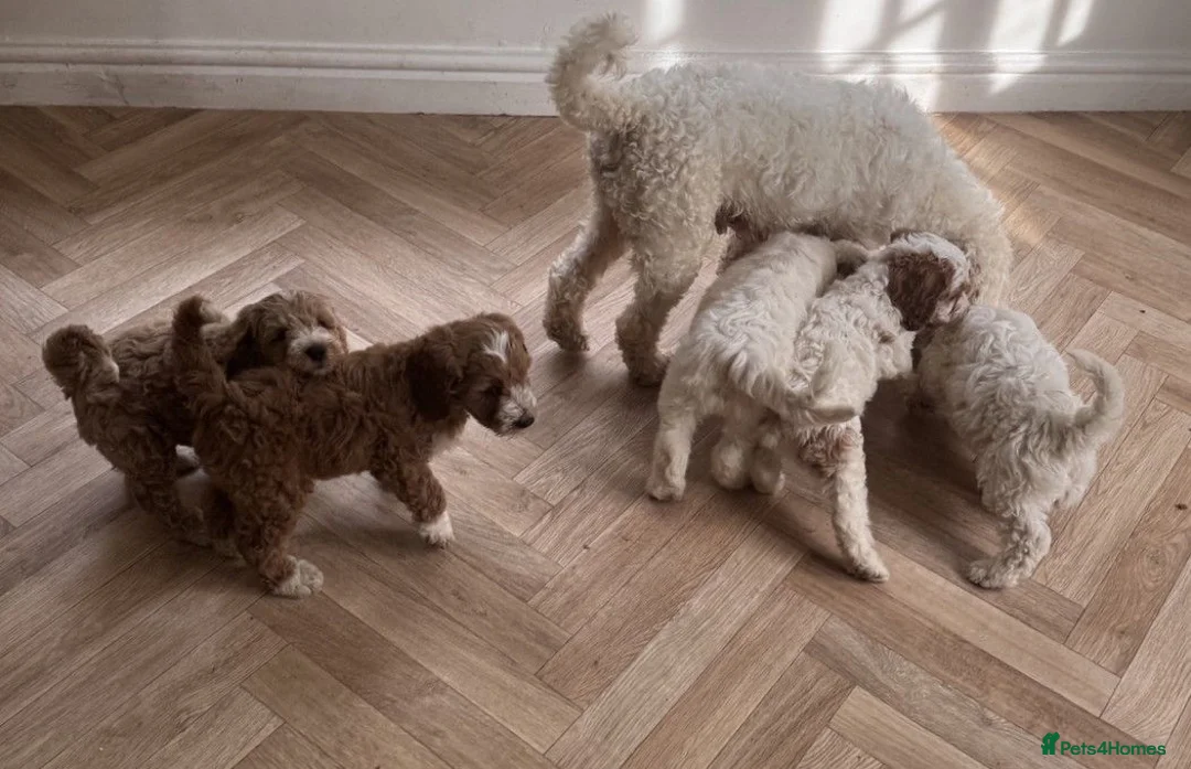Australian Labradoodle dogs for sale: Multi-Gen Australian Labradoodle Puppies - Advert 39