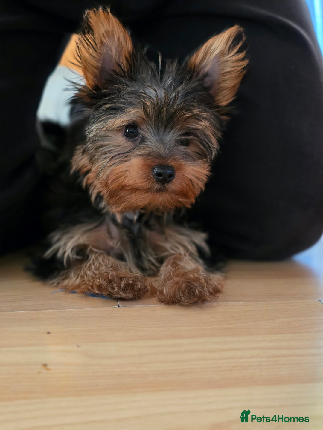 Yorkshire Terrier dogs for sale: 🌸 🐶Last Adorable Puppies (boy) READY TO GO 🌸 - Advert 17