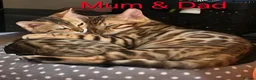 Bengal cats for sale: READY NOW FULL BENGAL KITTENS TICA REGISTERED  in Whitby - Advert 4