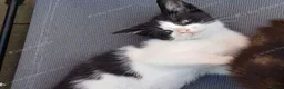 Mixed Breed cats for sale: Male kitten 1 month – boy - Advert 7