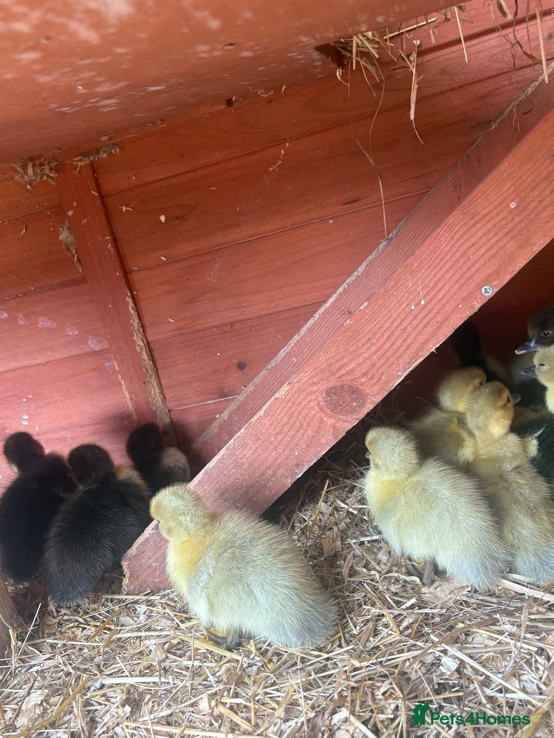 Mixed Breed birds for sale: Moscovi ducklings available with mum in Sheffield - Advert 2