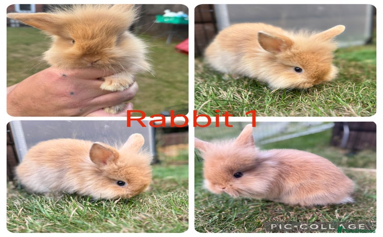 Mixed Breed rabbits - Advert 1