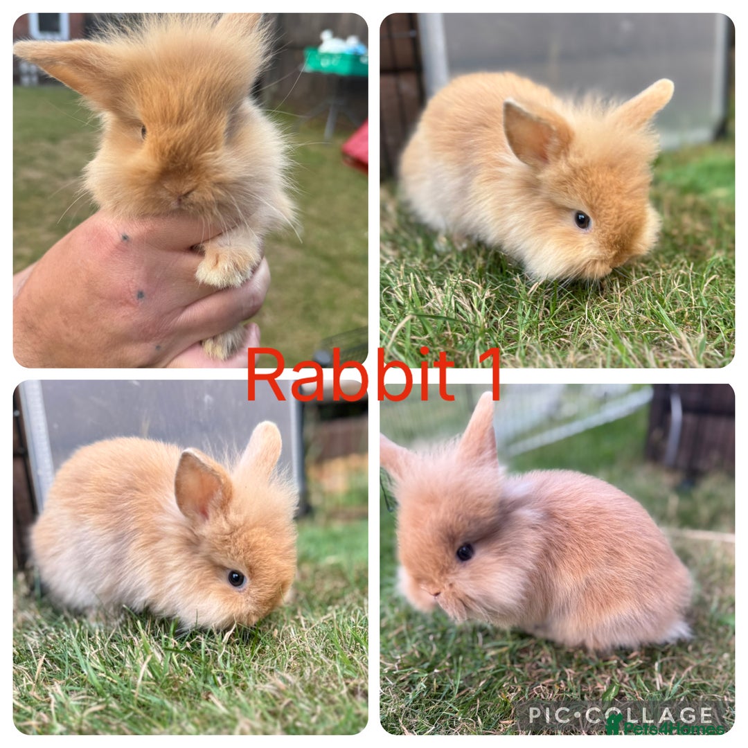 Mixed Breed rabbits for sale: 6 lion head x lops for sale  - Image 1