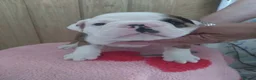 English Bulldog dogs for sale: STUNNING PUPS FROM HEALTH TESTED PARENTS - Advert 8