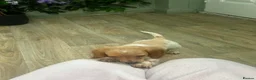 Miniature Dachshund dogs for sale: 2 LEFT Beautiful Longhaired Miniature Dachshunds - Advert 7