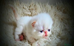 Persian cats for sale: Beautiful and Rare Purebred Persian Kittens - Image 20