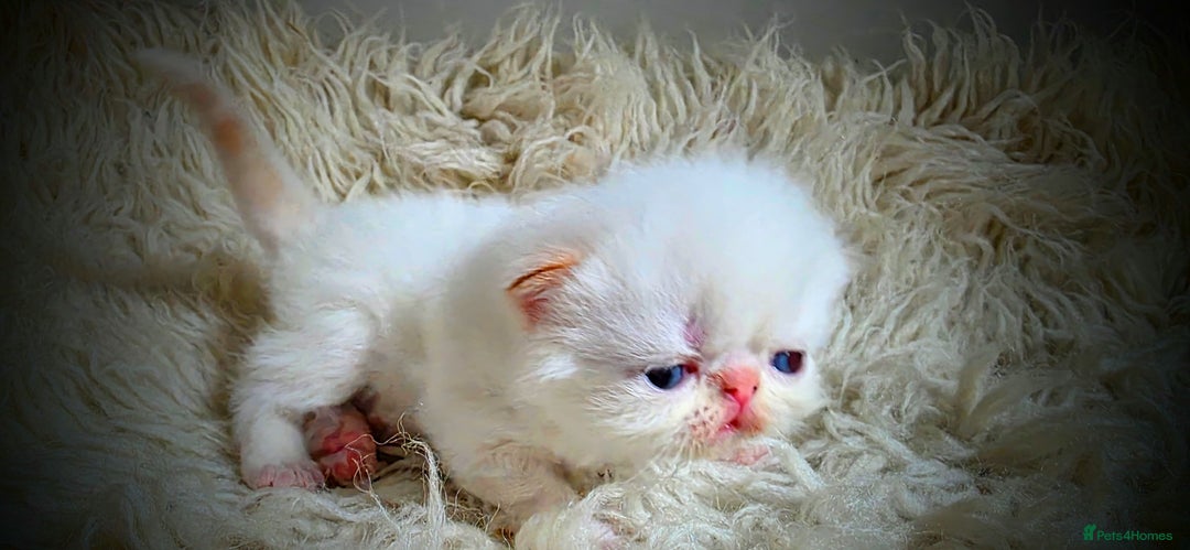 Persian cats for sale: Beautiful and Rare Purebred Persian Kittens - Image 20