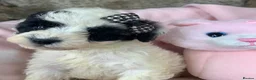 Poochon dogs for sale: F1 Toy Poochons  in Saint Austell - Advert 22