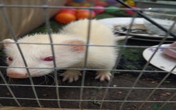 Ferret rodents for sale: 2 Beautiful Gill ferrets free to a good home in Llangammarch Wells - Image 3