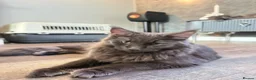 Maine Coon cats for sale:  Maine Coon Kittens Looking for Loving Homes 🐾 - Advert 6