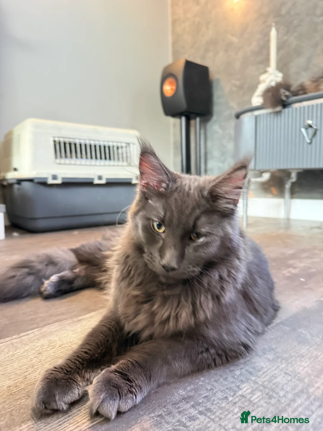 Maine Coon cats for sale:  Maine Coon Kittens Looking for Loving Homes 🐾 - Advert 6