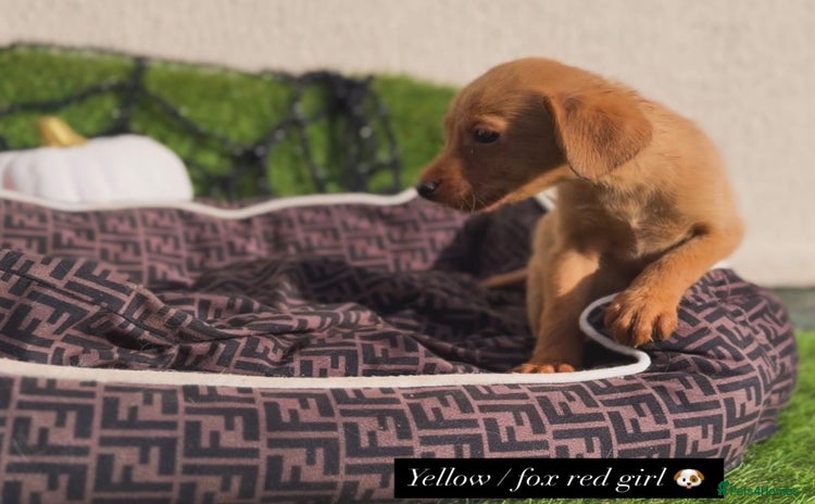 Labrador Retriever dogs - Advert 7
