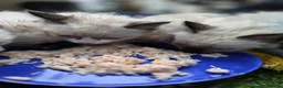 Ragdoll cats for sale: *3 left* Chunky cuddly ragdoll pedigree kittens - Advert 8