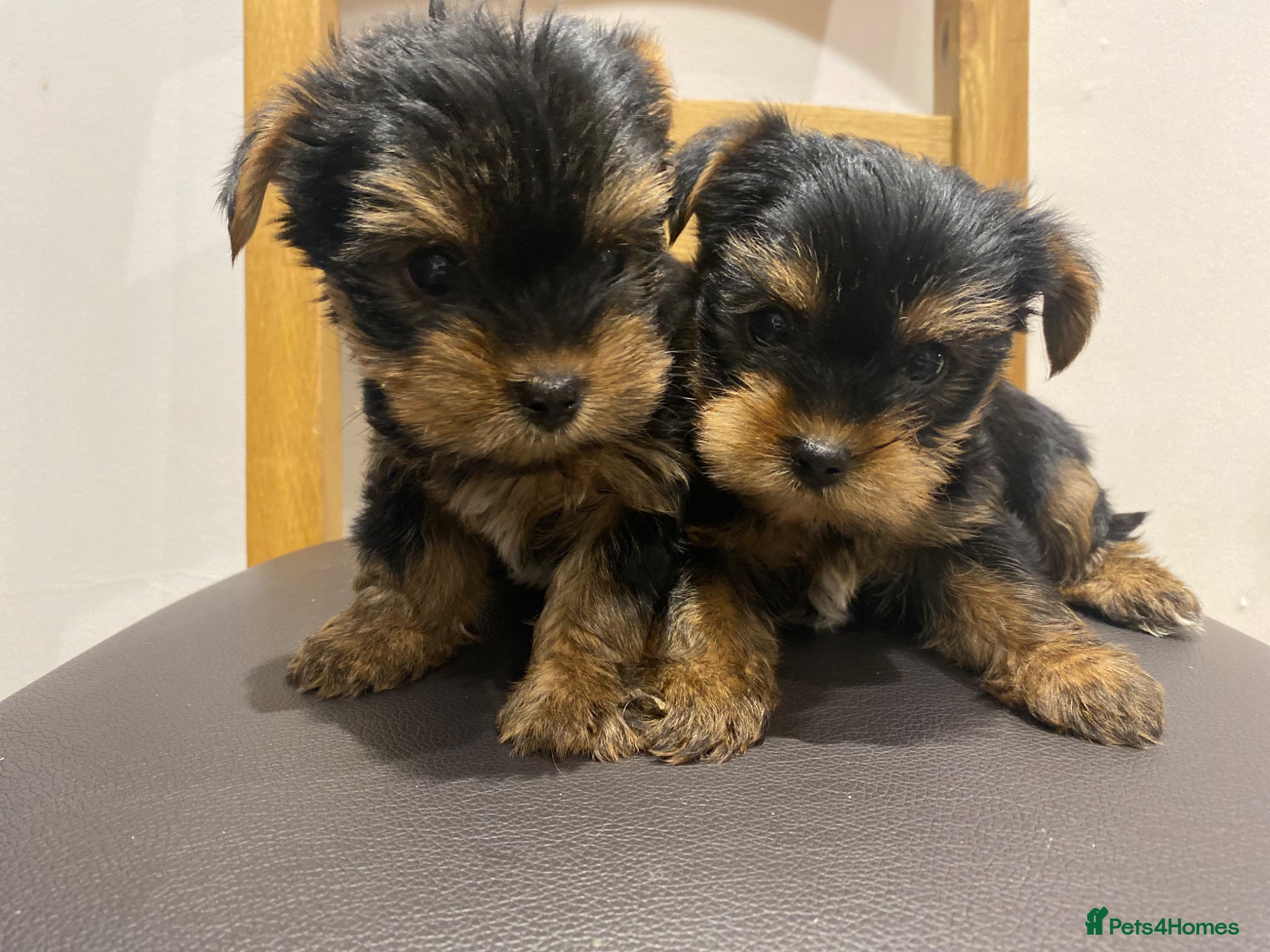 Yorkshire Terrier dogs READY TO GO- Pedigree Yorkshire Terriers - Advert 4